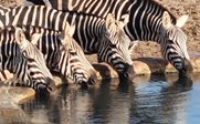 Vier Zebras beugen sich über einen Wasserlauf, um zu trinken, während die Sonne auf ihre gestreiften Felle scheint.