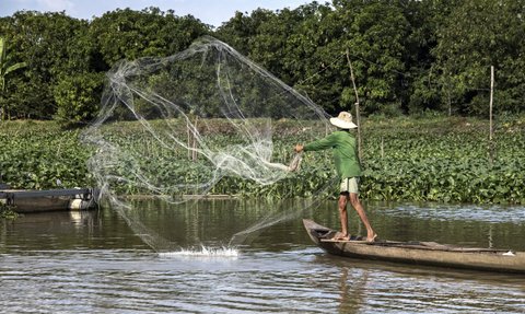 Ein Fischer wirft sein Netz in den ruhigen Gewässern des Mekong-Deltas, um Fische zu fangen, umgeben von üppigem Grün.