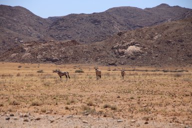 Drei Springböcke stehen in der Landschaft - Namibia Reise mit Kindern