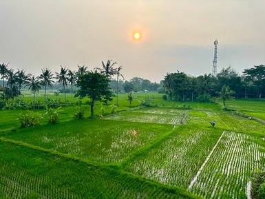 Üppige grüne Landschaft rund um Ubud während des Sonnenuntergangs – Bali Reise mit Kindern
