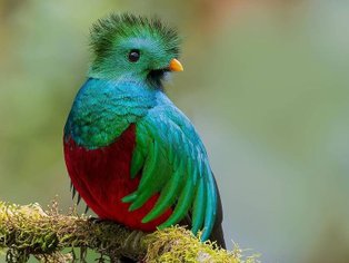 Ein prächtiger Quetzal sitzt auf einem moosbedeckten Ast, seine leuchtenden Farben strahlen in der sanften Lichtstimmung.