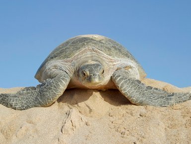Große Schildkröte am Strand von Sur im Oman – Oman Familienreise