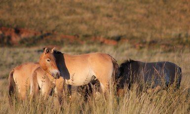 Drei Wildpferde stehen in hohem Gras, während die Sonne sanft auf die Landschaft scheint und die Tiere beleuchtet.