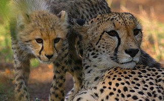 Ein Gepard und sein Junges ruhen in der warmen Sonne, umgeben von sanften, grünen Grasflächen im Nationalpark.