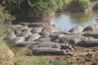 Flusspferde entspannen im Wasserlauf der Serengeti – Tansania Reise mit Kindern