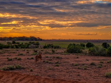 Eine Löwin steht auf dem trockenen Boden, während die Sonne hinter einer Wolkendecke untergeht und den Himmel in warmen Farben färbt.