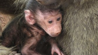 Junges Pavianbaby wird liebevoll von der Mutter gehalten – Tansania Reise mit Kindern