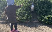 Kleinkind steht vor Pinguin - individuelle Garden Route Familienreise
