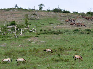 Eine Gruppe von Wildpferden grast friedlich auf einer grünen Wiese, umgeben von sanften Hügeln und vereinzelten Bäumen.