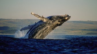 Ein Buckelwal taucht im blauen Ozean vor der Küste Südafrikas auf – Garden Route Reise mit Kindern