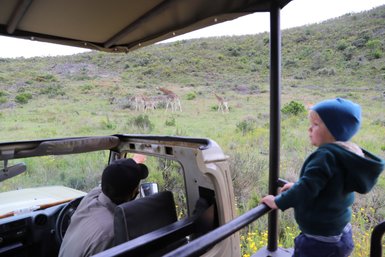 Safari-Guide und Baby betrachten Giraffen im Botlierskop Private Game Reserve entlang der Garden Route – Garden Route mit Kindern