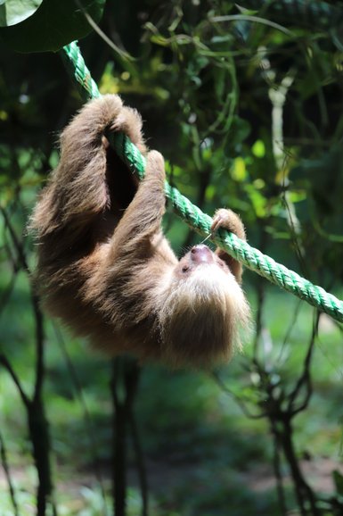 Faultier hängt gemütlich am Seil im tropischen Dschungel – Costa Rica Familienreise