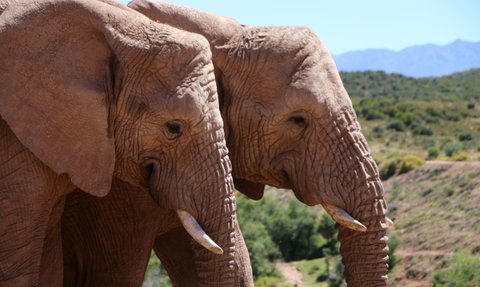 Zwei Elefanten aus nächster Nähe in der Buffelsdrift Game Lodge – Garden Route Familienreise