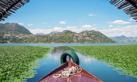 Ein Blick von einem Boot auf den ruhigen Skadarsee, umgeben von üppigen Bergen und grünen Wasserpflanzen.