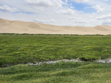 Eine weite, grüne Wiese erstreckt sich vor sanften, goldenen Sanddünen unter einem strahlend blauen Himmel mit Wolken.