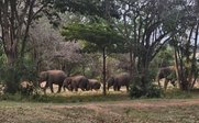 Elefantenherde grast in bewaldeter Umgebung - Sri Lanka Summer Family & Teens - Sri Lanka mit Jugenlichen im Sommer