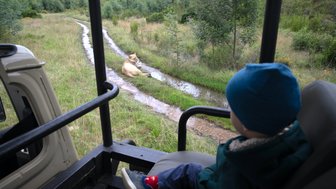 Kleines Kind blickt vom Safari-Jeep aus auf eine Löwin im Botlierskop Private Game Reserve – Garden Route Reise mit Kindern
