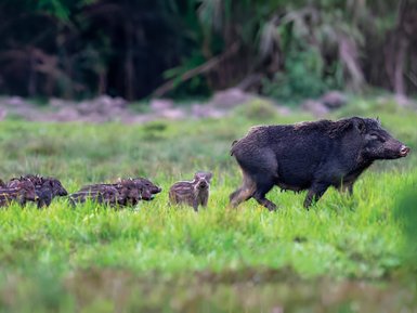 Eine Wildschweinmutter führt ihre Frischlinge durch das grüne Gras eines Nationalparks, umgeben von üppiger Vegetation.