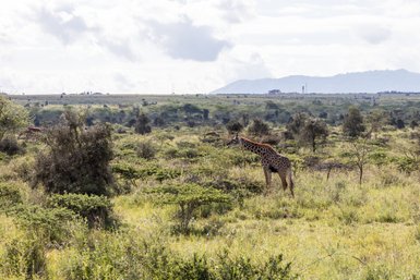 Eine Giraffe steht majestätisch in der weiten Savanne, umgeben von grünen Sträuchern und sanften Hügeln im Hintergrund.