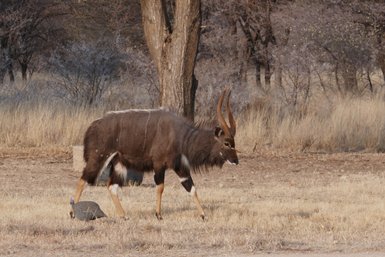 Ein Kudu läuft gemütlich über eine Wiese - Namibia mit Jugendlichen