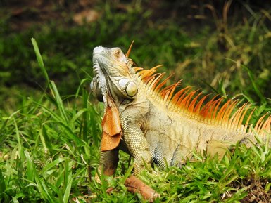 Grüner Leguan auf einem Ast bei Maquenque Lodge – Naturerlebnis Costa Rica