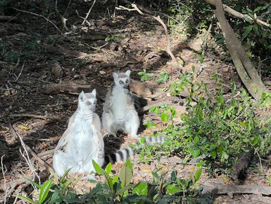 Zwei Affen sitzen entspannt in Monkeyland – Garden Route Reise mit Kindern