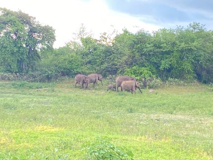 Mehrere Elefanten in freier Wildbahn im Udawalawe Nationalpark – Sri Lanka mit Kindern