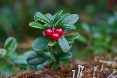 Eine Gruppe leuchtend roter Beeren wächst auf einem kleinen Strauch, umgeben von saftigem, grünem Laub.