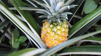 Eine reife Ananas, die zwischen grünen Blättern versteckt ist, zeigt ihre leuchtend gelbe und grüne Schale.