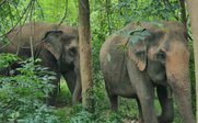 Zwei Elefanten gehen durch Wald - Thailand for family - Thailand mit Kindern