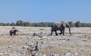 Elefantenmama mit Kind in der Wüste - Namibia Family & Teens - Namibia mit Kindern und Teenagern