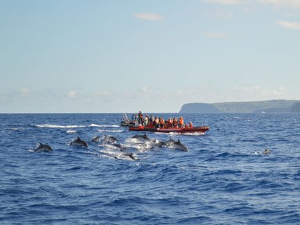 Eine Gruppe von Touristen beobachtet spielende Delfine in den Wellen des Ozeans, während ein Boot in der Nähe fährt.