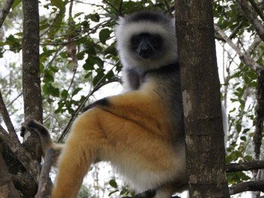Ein Sifaka sitzt entspannt auf einem Ast, umgeben von üppigem Grün und zeigt seine auffälligen gelben Beine.