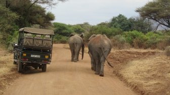 Elefanten laufen nah am Safarifahrzeug im Nationalpark vorbei – Tansania Familienreise