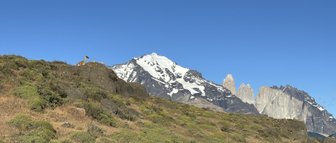 Ein Guanako steht auf einem Felsen, umgeben von grünen Hügeln und schneebedeckten Bergen unter einem klaren blauen Himmel.