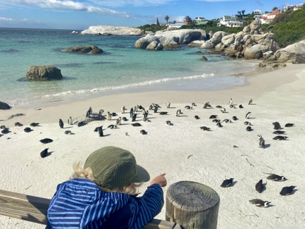 Pinguine laufen am Strand des Boulders Beach – Südafrika mit Kindern