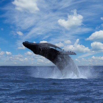 Buckelwal zeigt sich in der Drake Bay – Costa Rica mit Kindern