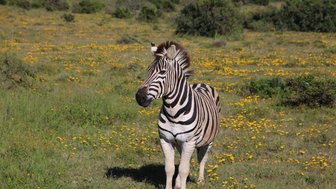 Zebra steht in grüner Landschaft mit gelben Blumen im Addo Nationalpark – Garden Route mit Kindern