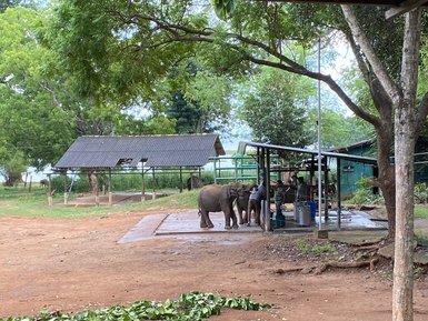 Elefantenwaisen im Schutzgebiet Elephant Transit Home im Udawalawe Nationalpark – Sri Lanka Reise mit Kindern