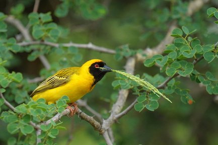 Ein leuchtend gelber Vogel mit schwarzem Kopf sitzt auf einem Ast und hält ein grünes Grasstück im Schnabel.