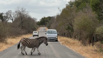 Zebra läuft vor Safari-Fahrzeugen über die Straße – Südafrika mit Kindern