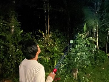 Ein Mann steht im Dunkeln und beleuchtet mit einer Taschenlampe die üppige Vegetation des Amazonas-Regenwaldes.