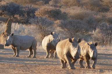 Eine Nashorn Herde trottet ruhig durch die Landschaft - Namibia mit Kindern