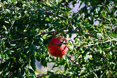 Granatapfel hängt an einem Baum in den fruchtbaren Gärten des Jebel Akhdar – Oman mit Kindern