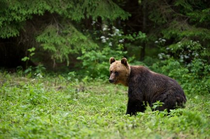 Ein Braunbär sitzt in einer grünen Wiese, umgeben von Bäumen und Blumen, und blickt aufmerksam in die Umgebung.