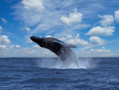 Buckelwal zeigt sich in der Drake Bay – Costa Rica mit Kindern