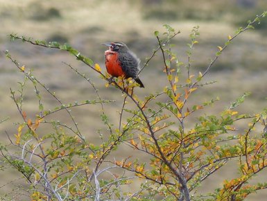 Ein lebhaft gefärbter Vogel sitzt auf einem Ast, umgeben von buntem Laub in einer natürlichen Umgebung.