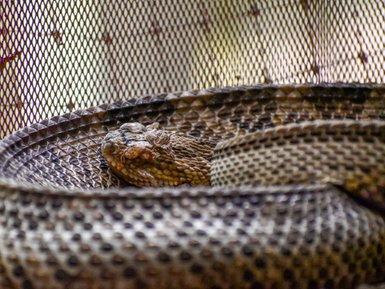 Schlange schlängelt sich im Jaguar Rescue Center bei Puerto Viejo de Talamanca – Costa Rica Familienreise