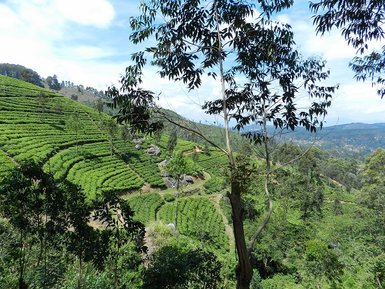 Hügel mit grünen Teeplantagen bei Nuwara Eliya – Sri Lanka Reise mit Kindern