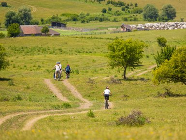 Drei Radfahrer fahren auf einem schmalen Weg durch eine grüne Landschaft mit sanften Hügeln und Bäumen.
